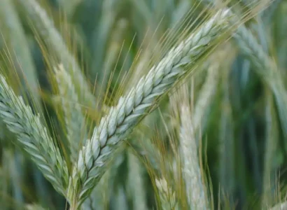 ragt-triticale-3