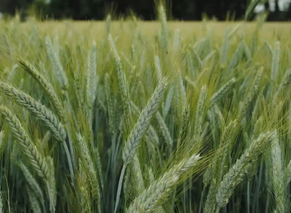 ragt-triticale-6
