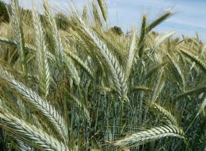 rgt-flashbac-triticale
