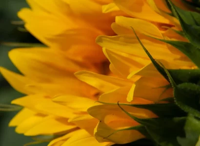 rgt_bellisoll_tournesol_oleique_precoce