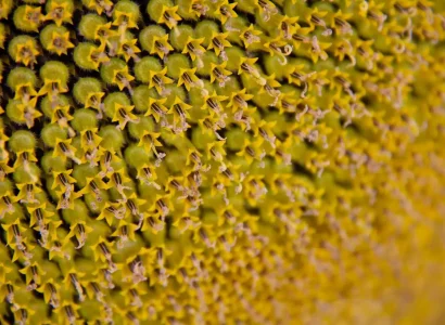 rgt_donatello_tournesol_linoleique_precoce_demi_precoce