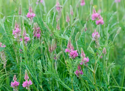 rgt_perly_fourrageres_sainfoin