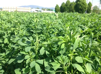 rgt_stox_luz_quatro_fourrageres