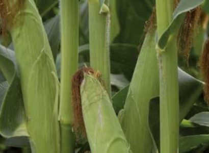 RGT-Sultixx-Maîs-ensilage
